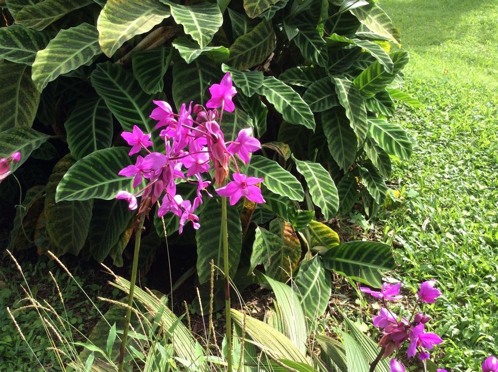 Cabinas Los Guayabos Hotel La Fortuna Екстериор снимка