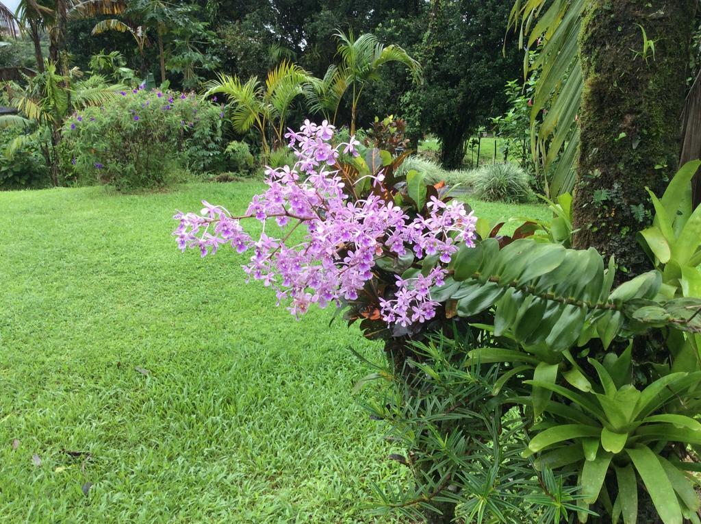 Cabinas Los Guayabos Hotel La Fortuna Стая снимка